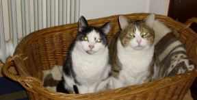 cats in wicker basket 