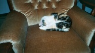 calico cat sleeping in chair