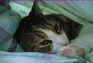 the cave cat under the blanket
