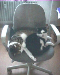 2 cats cuddling on office chair