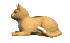 yellow falb cat turning head